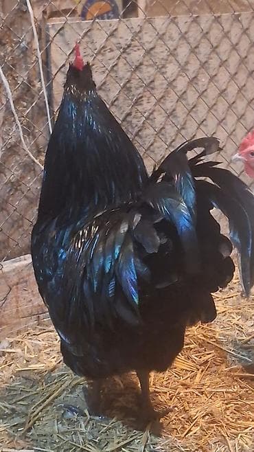 2 ayliq cuceler: Avstalorp Cinsi xoruz – tam qara — 8