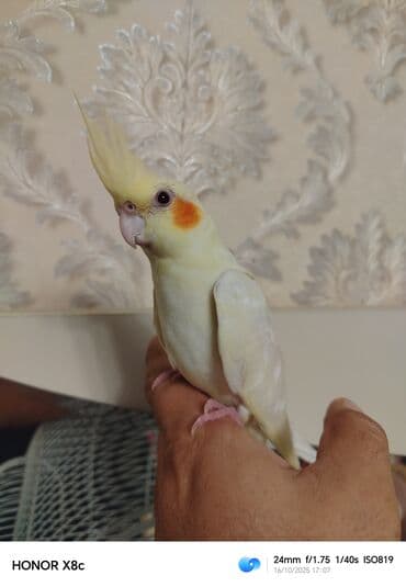 geref quşu: Nymph paraket (kokatiel) – sarı/albino rəng çaları, yanaqlarda narıncı — 4