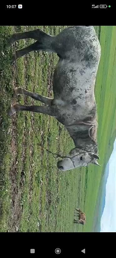 Erkək, Qarabag, il: 10