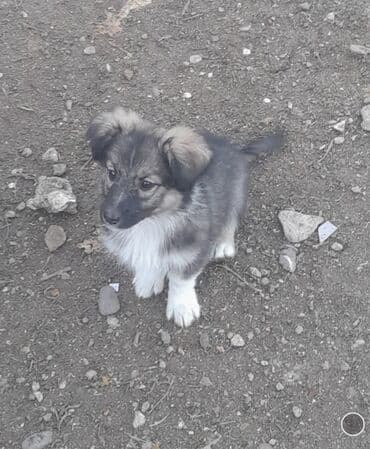 lalafo itlərin satışı: Peyvəndli — 2