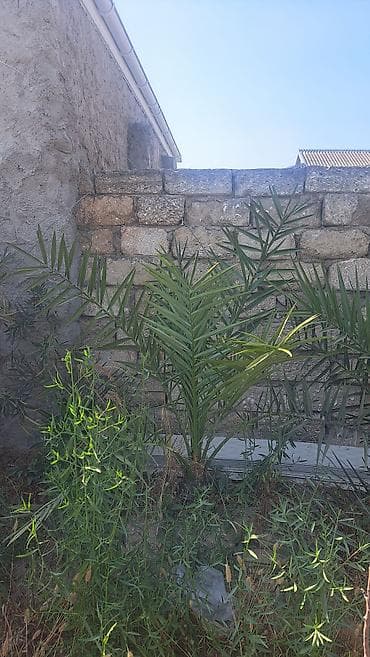 пальма цена: Xurma palmaları (Phoenix dactylifera) fidanları - Növ: Xurma palması — 2