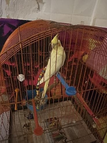 Növ: Nimfa (Cockatiel) tutuquşu Rəng: Açıq sarı/limon tonları