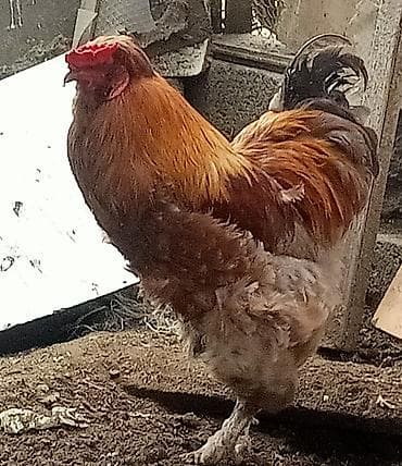 heyreti xoruz: Xoruz, Brama, il: 1, Ünvandan götürmə — 2