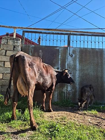 en cox sud veren inekler: 15 litir süd verir 3 qarına doğub 10 gündü doğub balası dişdi — 5