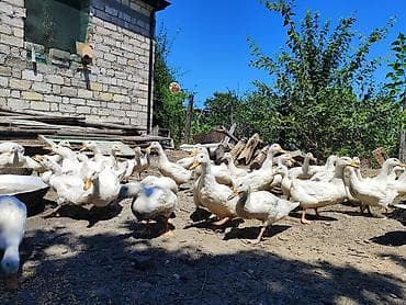 ruan ordeyi: Pekin Ağ ördəklər sürüsü satılır istyen əlage saxlasin 🦆🦆 — 2