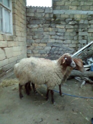balasına sud verməyən qoyun nə adlanır: Məhsul: Qoyunlar - Növ: Yerli (ehtimalən qaragül/yağlı quyruq tipli) — 3