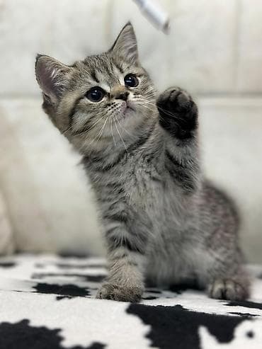 pişik pers: Британская — 4