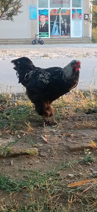 bramo xoruzu: Məhsul: Cins xoruz - Cins: Brahma tipli (lələkli pəncələr, iri gövdə — 5