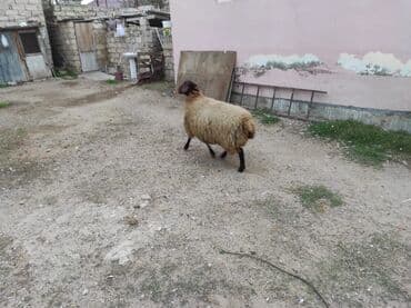 cins ineklerin satisi 2019: Dişi, Qala, il: 1, 80 kq, Damazlıq, Ünvandan götürmə — 1