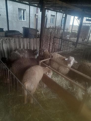 Птицы: Satış: Qoyun və quzular sürü halında - Növ: yerli cins qarışığı (ağ — 5