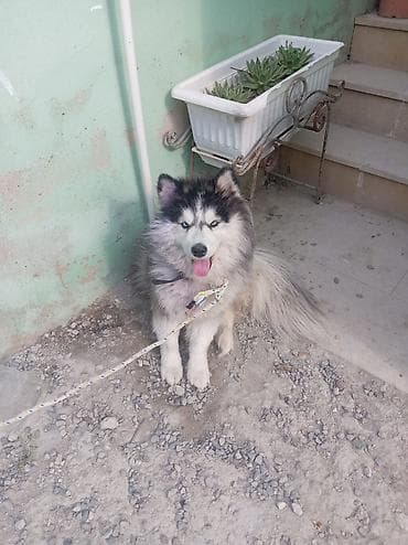 Xaski