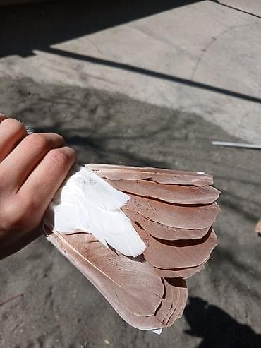 papuqay quş: Hamsi satilir oz damazdiq heyvanlarimdi bezi prablelere gore satiram — 3