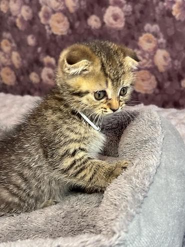 Şotland yastı qulaq