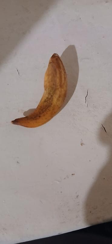 Məhsul: Təbii heyvan dişi (tək ədəd) Təsvir: - Şəkillərdə gördüyünüz