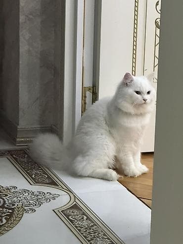 pışık: Şotland uzun tüklü, Erkək, Yaxşı əllərə — 1