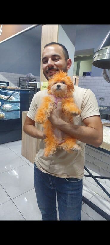 хаски щенки цена бишкек: Мальтийская болонка, 5 месяцев, Самец — 1