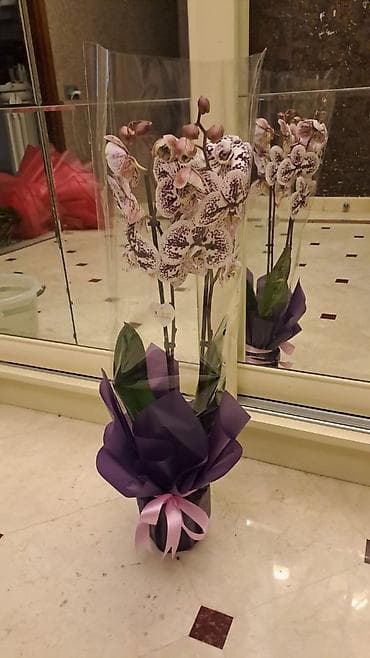 Bitki dərmanları: İki budaqlı falenopsis orkide - Rəng: açıq çəhrayı-ağ fon üzərində — 1