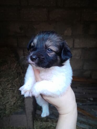 акита ину баку: Звонок, 2 месяца, Самка, Самовывоз — 3