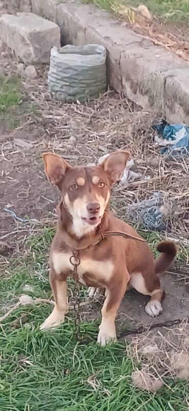 boyuk itler: 1 il, Erkek, Peyvəndli, Ödənişli çatdırılma — 2