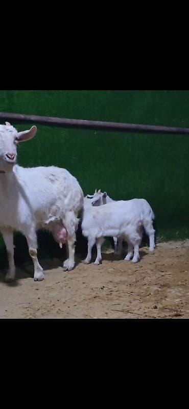 iri buynuzlu: Sütlü keçi ailəsi – ana keçi və iki bala - Cins: ağ rəngli, buynuzlu — 3