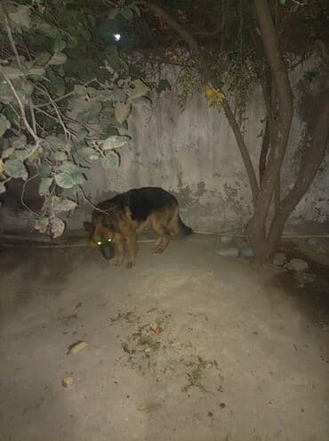 qara afcarka satilir: Alman çoban iti, 7 ay, Dişi, Peyvəndli, Ünvandan götürmə — 1