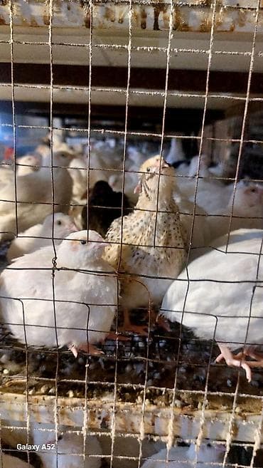 çin aslani: Məhsul: Bildircin və bildircin məhsulları - Cins: Yumurtacı və ətlik — 2