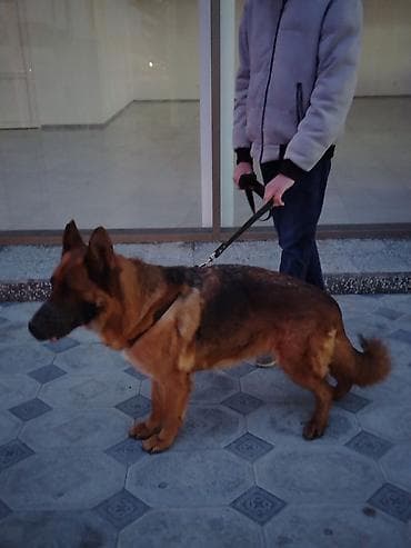 coban: Alman çoban iti, 2 il, Dişi, Peyvəndli, Pulsuz çatdırılma — 5