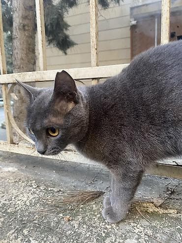 Птицы: Boz tüklü pişik - Rəng: bərk boz (kül rəngi), yumuşaq və sıx tüklü - — 2