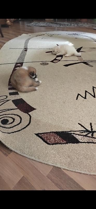 balaca itler satisi: Akita-inu, Erkek, Ödənişli çatdırılma — 2