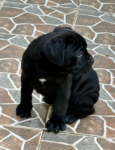 Собаки: Кане-корсо — 26