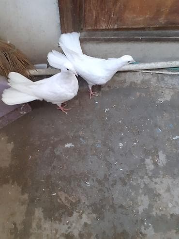 Səkkiz ədəd eni qiyrudu səkkizini götürən olsa üstə üstə 20 manat