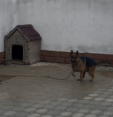 cane corso qiymeti: Alman çoban iti, 2 il, Erkek, Sənədli — 4