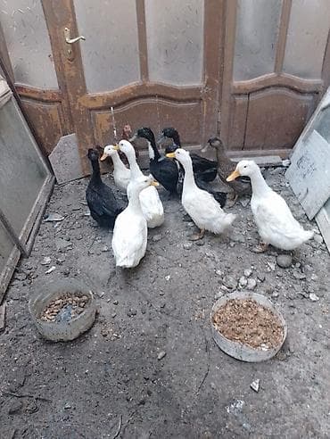 qara mal: Satış üçün ördəklər qrupu - Növ: ev ördəyi (ağ və qara rənglərdə) - — 2