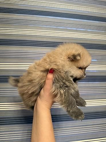 Quşlar: Şpitz — 6