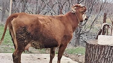 simental inekler satilir: Dişi, Simental, il: 3, 450 kq — 10