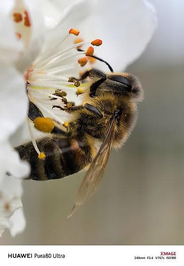 huawei p50 qiyməti: Huawei Pura 70 Ultra, 512 GB, rəng - Qızılı — 5