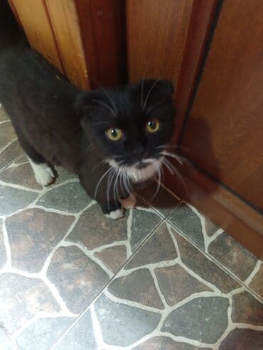 отдам в добрые руки баку: Кошки — 1