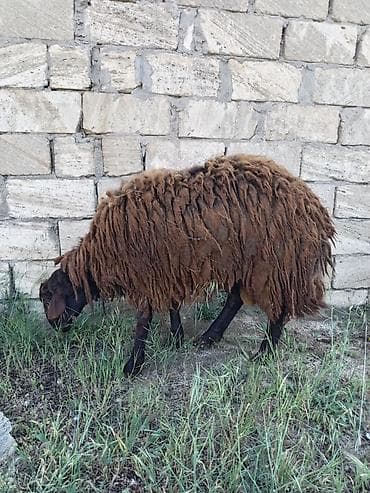 cins iney: Erkək, Qala, il: 1, 85 kq, Damazlıq, Südlük, Ətlik, Ünvandan götürmə, Pulsuz çatdırılma — 6