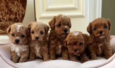 мальтипу купить: 4 ay, Dişi, Peyvəndli, Ünvandan götürmə — 1