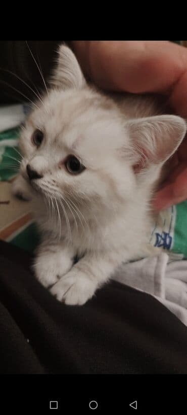 van pişiyi qiymeti: Britan yastı qulaq, Erkək, Dişi, Yaxşı əllərə, Ünvandan götürmə, Pulsuz çatdırılma, Ödənişli çatdırılma — 9