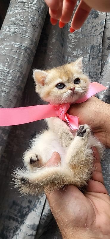 heyvan esyalari: Britan — 4