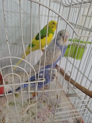Salam 4 qusdu 1 cutdu 2 side balasidi tecili satilir 100 azn riyal — 2