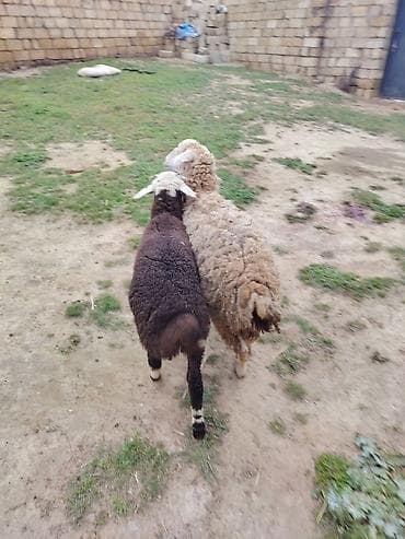 tap az arpa satisi: 1 dişi 1 erkey cut satlır ag dişidi zehmet olmasa cidi alcılar narahat — 2