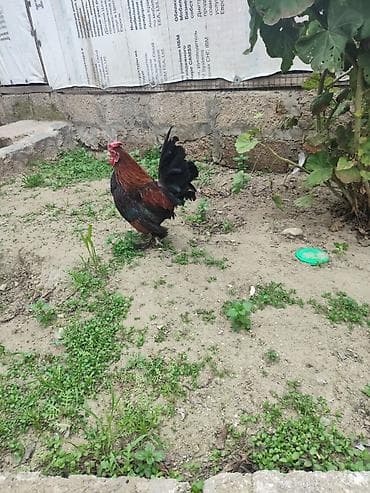 azeri it adlari: Salam heyvan tam saqlam heyvandir 1 il yarinliqdu whatcap akdivdir — 5