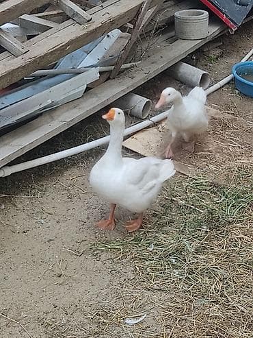 bakida qus satisi: Iki ededi qiymet iksine. aiidi. cutu 60 m iksde. diwidi — 6