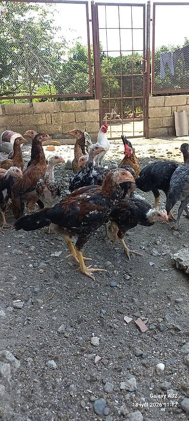 Təmiz qan 2 aylıq tam sağlam daş pipik,badam pipik heyratılar.Unvan — 9