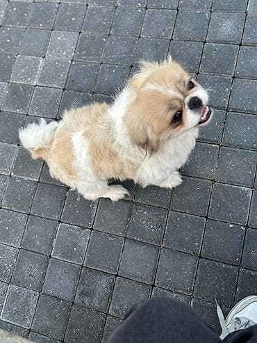 it pekines: Pekines — 3