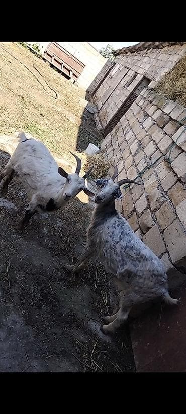 Satılır: 2 baş keçi - Növ: ev keçisi - Rəng: biri ağ-qara ləkəli