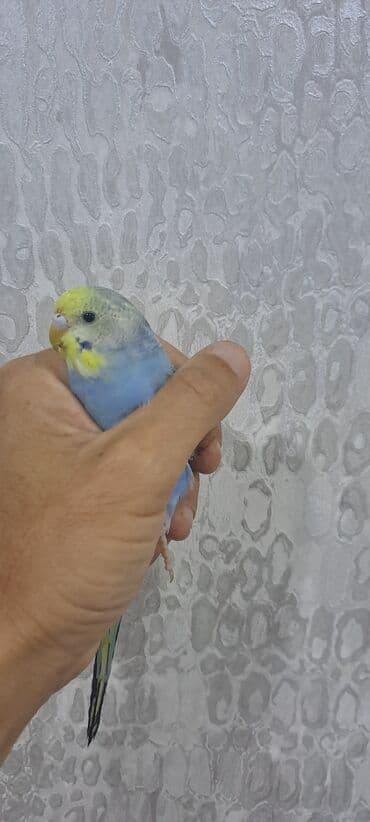 Bu tutuquşu mavi və sarı rənglərdədir. O, insan əlində rahatlıqla