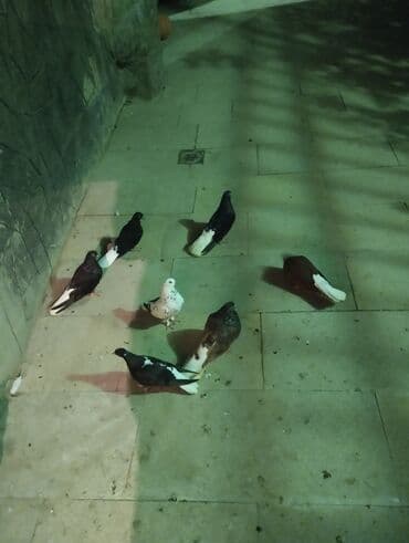 goyercin yuvalari: Salam buyurun 7 qusdu tergdme di temiz bala verir optum 60 manat — 3